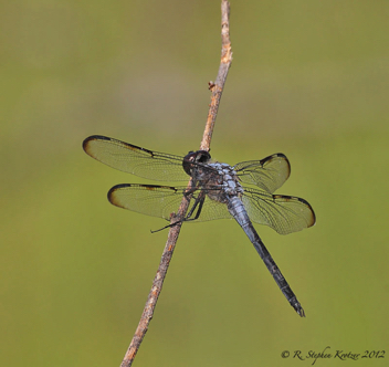 Libellula axilena, male